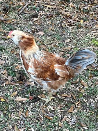 Free "Easter Egger" Rooster - hatched 10/14/25 1