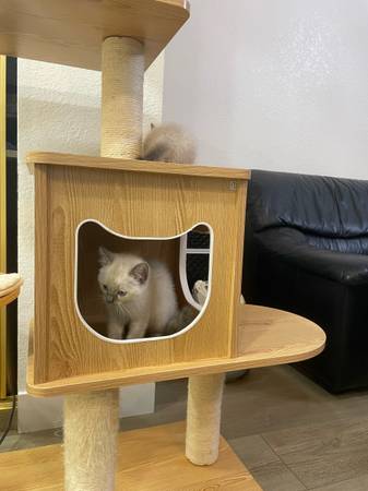 Wonderful kitten (Fair Oaks)63962573687683122