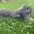 Lop Bunnies for Sale 5 thumbnail