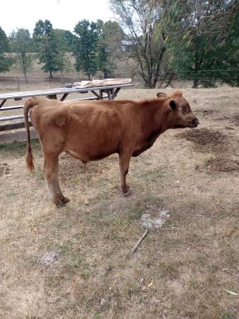 Yearling Bull Calf 1