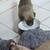 3 female  Bully Puppies left 5 thumbnail