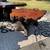 Vintage Burled Redwood Live Edge Coffee & End Tables 14 thumbnail