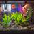 Complete 65-Gallon Custom Freshwater Aquarium Setup - Vibrant & Well-E 1 thumbnail