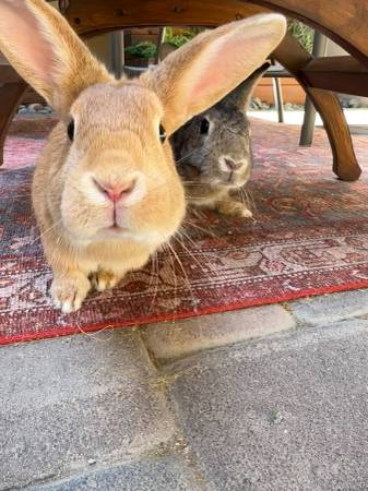 Indoor Rabbits Need Loving Homes ? (Las Vegas)63907299242371120