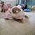 English Bulldog Puppie 2 thumbnail