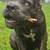 CANE CORSO 6 thumbnail