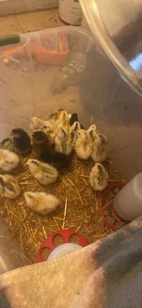 Baby chicks 1