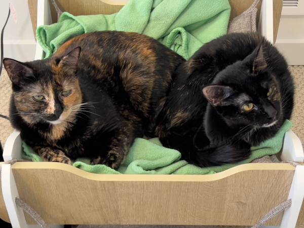 Rehoming a sweet, shy 4-year old cat63942501296515120