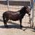 Mini Mule 6 thumbnail
