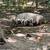 Piglets 3 thumbnail