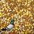 Pigeons and Birds Feed 1 thumbnail