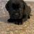 Female Cane Corso Puppies 2 thumbnail