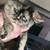 Female Tortie Exotic 2 thumbnail