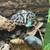Blue Metal Pacman Frog looking for new home 1 thumbnail