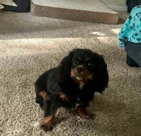 Cavalier King Charles spaniel63663774941057121