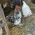 Bantam cochins 1 thumbnail