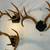 Rustic Antler Mounts - Set of 4 for Cabin/Den Decor 5 thumbnail