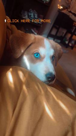 Husky Red Heeler (Roanoke/Salem)64037454017409122