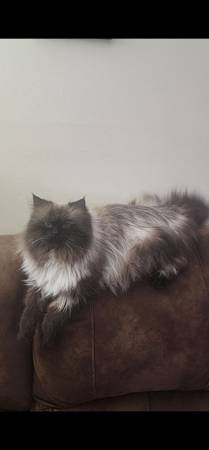 Gato macho himalayo de raza pura (Woodbridge)
