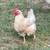 Stewing Hens 2 thumbnail
