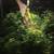 Neon Yellow Neocaridina freshwater aquarium shrimp 2 thumbnail