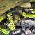 2023 Segway Villian UTV. 1000cc. 64 inches wide. 115 miles. 15 thumbnail