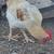 Cockrells (rooster) 1 thumbnail