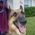 German Shepherd dog (pending rehoming) 3 thumbnail
