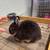 Chickens, rabbits 9 thumbnail