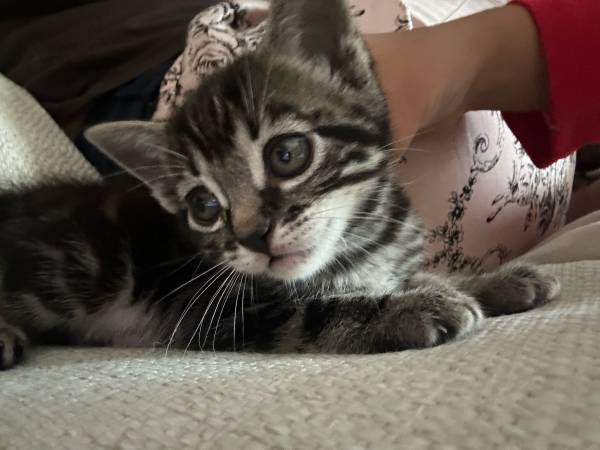 Adorable kitten (Tarzana)63953679002243120