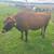 Springing Jersey and Holstein heifers 7 thumbnail