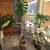 Monstera Thai 3 thumbnail