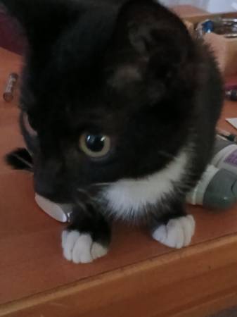 Kittens available63956405765507122