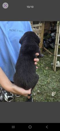 PUPPIES (Ashland City)63664482513921122