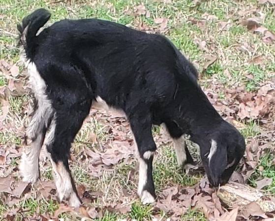 Goat doeling 1
