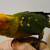 Sun Conure 7 thumbnail