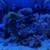 Saltwater Reef Tank Setup – 2x 10 Gallon Mixed Reef Tanks + Extras – 1 thumbnail