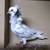 Beautiful Old Dutch Capuchine Show Pigeon - Young 2025 4 thumbnail