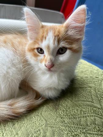 3 gatitos dulces de 9 semanas listos para nuevos hogares (Rainville AL)63690952229379121