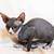 Sphynx kittens 9 thumbnail