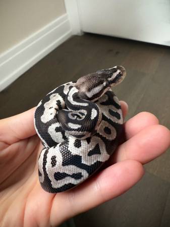 Pastel VPI Ball Python (Bolingbrook)63848345983363120
