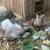 Rex Rabbits 1 thumbnail