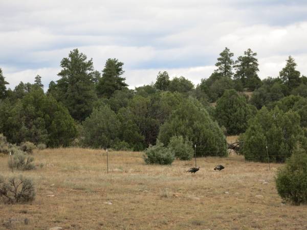 $87,500 / 5ft2 - 5.8 Acres, Brazos Views, Heron Lake, Área cerrada (Chama, NM)63806144320515123