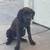 Cane corso female 2 thumbnail