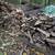 Split Mixed firewood - Maple, Cottonwood, Ash 2 thumbnail