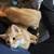 Kittens to good homes 8 thumbnail
