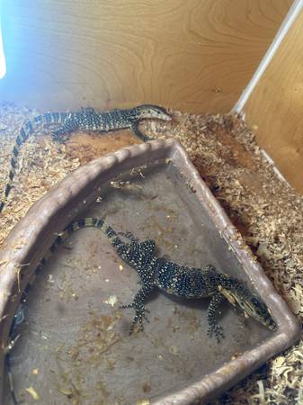 Asian water monitor pair 1