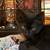 Kittens 3 Males 4 thumbnail