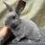 Rex rabbits 4 thumbnail
