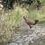 Roosters 7 thumbnail